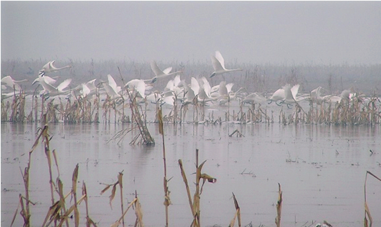 冬季正是觀鳥(niǎo)時(shí) 省內(nèi)觀鳥(niǎo)地盤(pán)點(diǎn) 冬季正是觀鳥(niǎo)時(shí) 省內(nèi)觀鳥(niǎo)地盤(pán)點(diǎn)