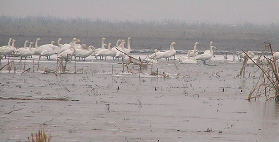 冬季正是觀鳥(niǎo)時(shí) 省內(nèi)觀鳥(niǎo)地盤(pán)點(diǎn) 冬季正是觀鳥(niǎo)時(shí) 省內(nèi)觀鳥(niǎo)地盤(pán)點(diǎn)