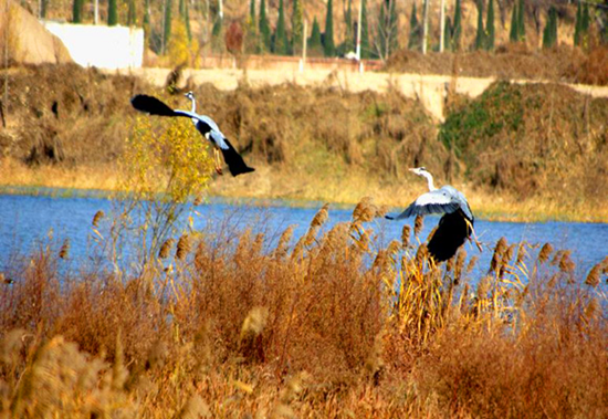 冬季觀鳥(niǎo)正當(dāng)時(shí):捕捉美麗 拍攝優(yōu)雅 冬季觀鳥(niǎo)正當(dāng)時(shí):捕捉美麗 拍攝優(yōu)雅