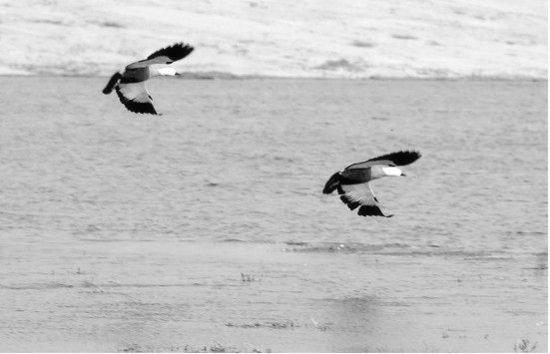 冬季正是觀鳥(niǎo)時(shí) 省內(nèi)觀鳥(niǎo)地盤(pán)點(diǎn) 冬季正是觀鳥(niǎo)時(shí) 省內(nèi)觀鳥(niǎo)地盤(pán)點(diǎn)