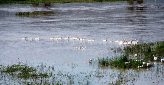 冬季正是觀鳥(niǎo)時(shí) 省內(nèi)觀鳥(niǎo)地盤(pán)點(diǎn) 冬季正是觀鳥(niǎo)時(shí) 省內(nèi)觀鳥(niǎo)地盤(pán)點(diǎn)