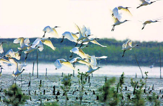 冬季觀鳥(niǎo)正當(dāng)時(shí):捕捉美麗 拍攝優(yōu)雅 冬季觀鳥(niǎo)正當(dāng)時(shí):捕捉美麗 拍攝優(yōu)雅