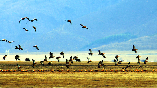 冬季觀鳥(niǎo)正當(dāng)時(shí):捕捉美麗 拍攝優(yōu)雅 冬季觀鳥(niǎo)正當(dāng)時(shí):捕捉美麗 拍攝優(yōu)雅