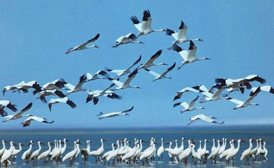 冬季觀鳥(niǎo)正當(dāng)時(shí):捕捉美麗 拍攝優(yōu)雅 冬季觀鳥(niǎo)正當(dāng)時(shí):捕捉美麗 拍攝優(yōu)雅