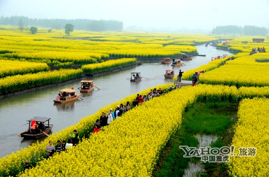　　興化的油菜花最讓人心醉,因?yàn)闆]有一個(gè)地方能把油菜花和水景結(jié)合得如此到位。(圖片來源:CFP)