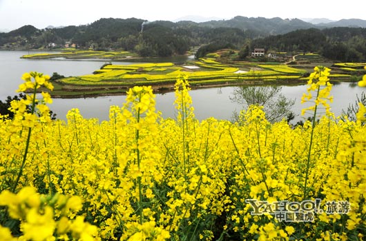 　　成片的油菜花同時(shí)開放,置身于其中,會感受到色彩給人的震撼和陶醉。(圖片來源:CFP)