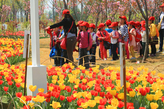 鄭州綠博園郁金香進入最佳觀賞期 鄭州綠博園郁金香進入最佳觀賞期