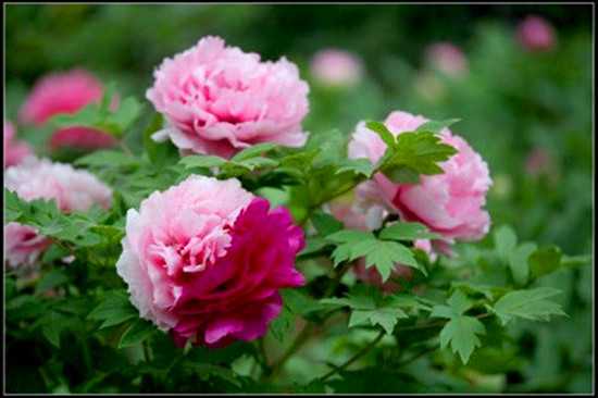 女人如花 隨侍甄嬛娘娘賞花去 女人如花 隨侍甄嬛娘娘賞花去