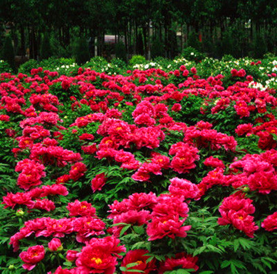 女人如花 隨侍甄嬛娘娘賞花去 女人如花 隨侍甄嬛娘娘賞花去