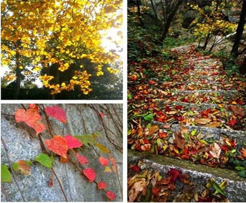 金秋時節(jié) 到信陽雞公山享受慢旅游生活 金秋時節(jié) 到信陽雞公山享受慢旅游生活