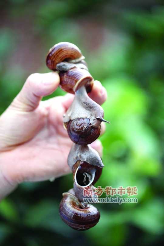 廣西的野生蝸牛追求原汁原味，做法也非常精簡。