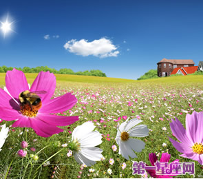 十二星座代表什么花？