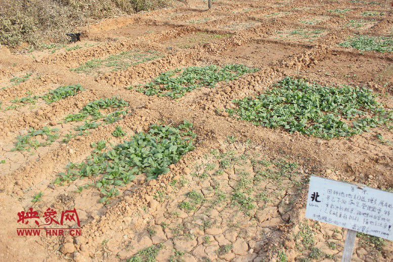 開(kāi)心農(nóng)場(chǎng)哦，你可以再這兒包地，無(wú)毒無(wú)公害綠色產(chǎn)品