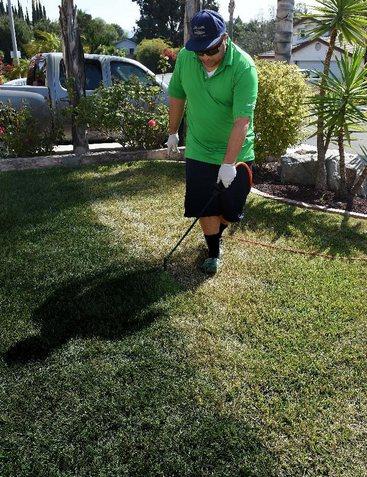 加州一市民正在為草地翻新“整容”。