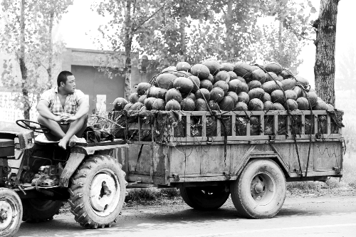　看著滿滿一車瓜，一瓜農(nóng)愁眉不展。