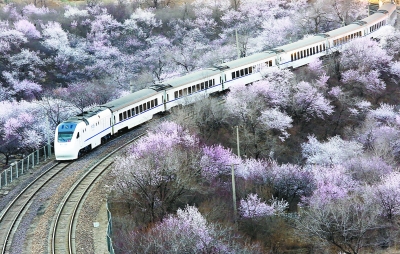 居庸關花海 居庸關花海