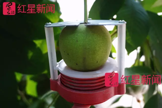 文玩核桃遇冷由幾萬一對降到5元沒人要？商戶否認