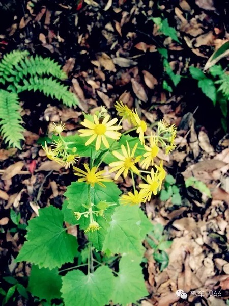 不僅有樹，還有美麗的小花花！