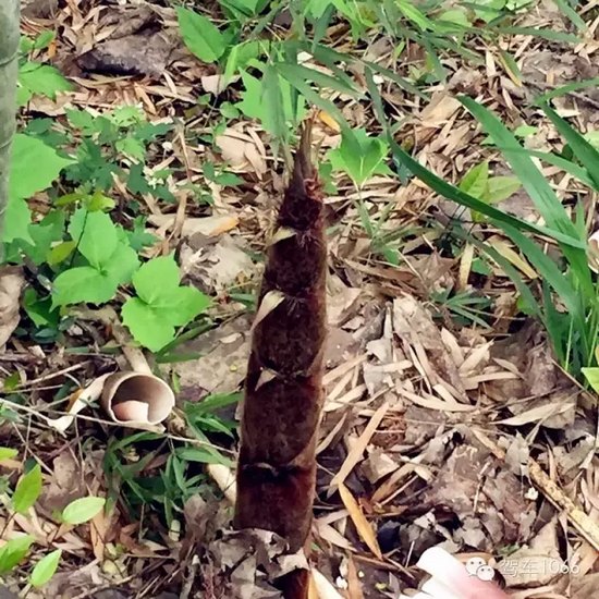 咦~這是什么？能吃嗎？