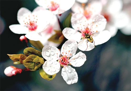 山杏報春，蜜蜂出動