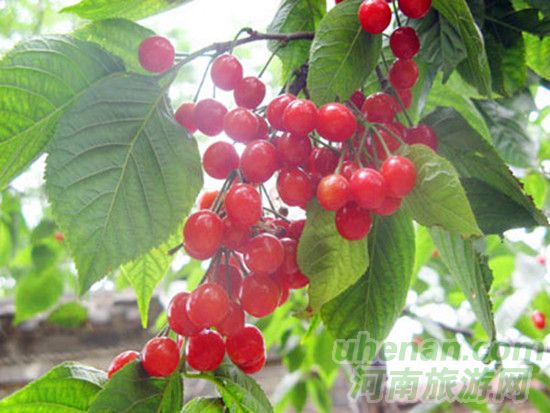 洛陽(yáng)新安縣　萬(wàn)畝櫻桃等您摘