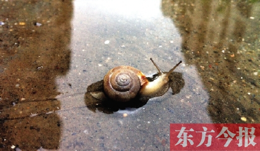 堵車俺不怕，就怕發(fā)大水，這不，一大早蹚水過街，現(xiàn)在已經(jīng)是下午了，俺還在馬路中間呢