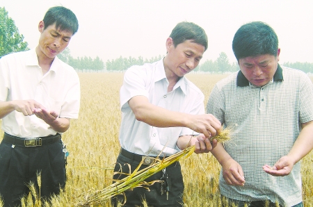 眾麥1號(hào)畝產(chǎn)或超600公斤 眾麥1號(hào)畝產(chǎn)或超600公斤