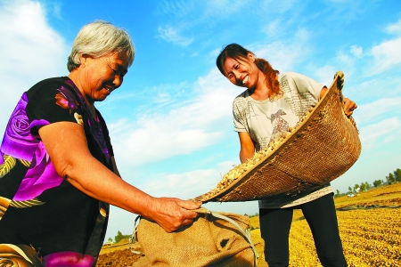 8月24日，內(nèi)黃縣城關(guān)鎮(zhèn)農(nóng)民在收獲早熟花生。