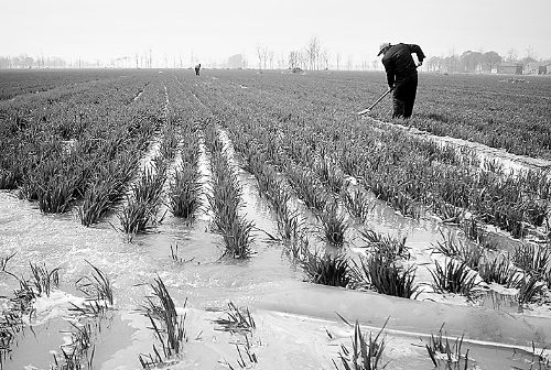 3月25日，濮陽(yáng)縣郎中鄉(xiāng)大趙寨村農(nóng)民在為小麥澆水。連日來(lái)，濮陽(yáng)縣廣大農(nóng)民不誤農(nóng)時(shí)，及時(shí)為麥田施肥、澆