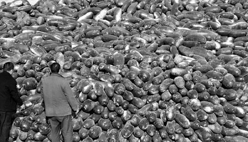 綠油油的冬瓜堆積如山。