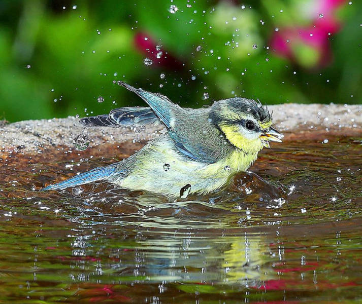老人自制相機拍小鳥“梳洗”照 老人自制相機拍小鳥“梳洗”照