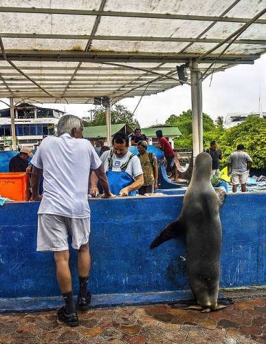 海獅變魚攤?？?排隊(duì)“購買”金槍魚