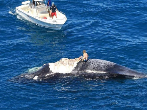 澳洲男子爬上鯨魚尸體 遭鯊魚群圍困 澳洲男子爬上鯨魚尸體 遭鯊魚群圍困