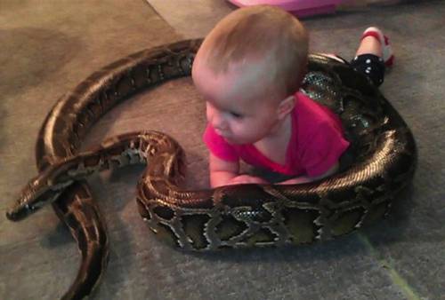 男子愛(ài)蛇如命 巨蟒與女兒們 男子愛(ài)蛇如命 巨蟒與女兒們