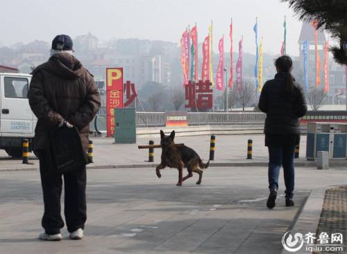 青島棧橋現(xiàn)“環(huán)保狗” 跳海撿垃圾 青島棧橋現(xiàn)“環(huán)保狗” 跳海撿垃圾