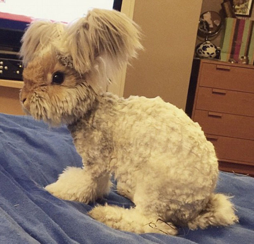 美國小兔可愛招風耳走紅網(wǎng)絡(luò)