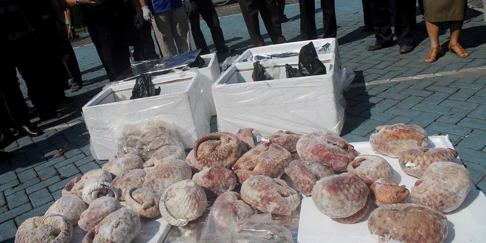 印尼海關查獲并銷毀1.3噸冷凍穿山甲