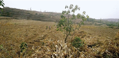 因干旱，農(nóng)田閑置尚未播種小麥