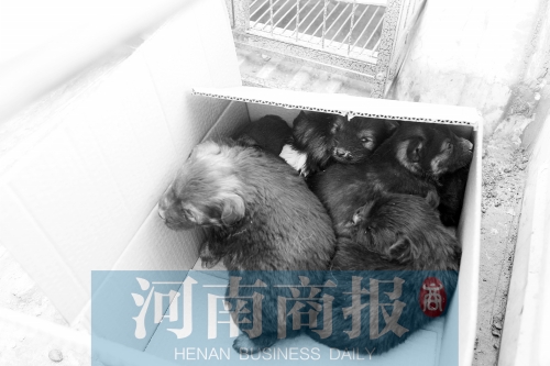 一家只能養(yǎng)一只狗，多余的被暫扣