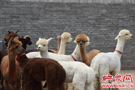 今年11月-12月,我省將再從智利引進(jìn)210只羊駝。