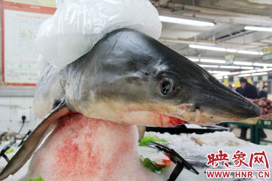 這條鯊魚長約1.5米，寬約0.5米，上身被碎冰覆蓋，保存較完整。