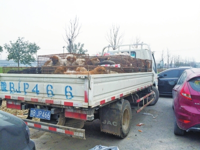 這輛運(yùn)狗的車(chē)被愛(ài)狗人士圍堵了起來(lái)