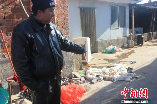 圖為家禽收購(gòu)點(diǎn)的陳姓工作人員介紹，是這些愛狗人士的封堵讓這些兔子無辜死去。　馬義恒　攝