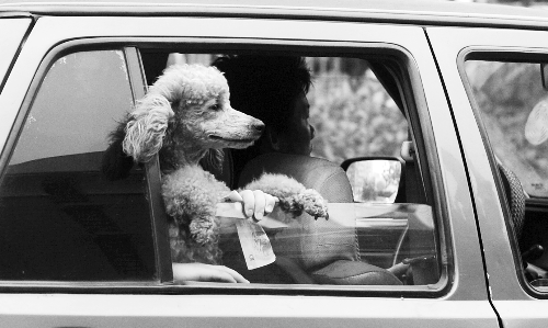 再帶著寵物出門(mén)坐出租車(chē)，可得想好了