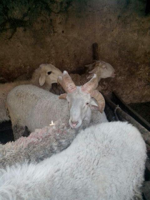 郟縣一只綿羊長出六個(gè)犄角