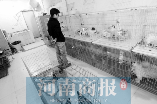 市民反映，淮河路“緣寵”寵物店曾出售疑似患病的狗