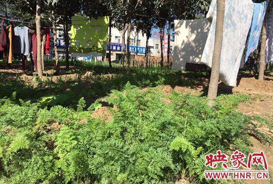 西四環(huán)中原路交叉口，大片生態(tài)廊道被毀，變成私家菜園。