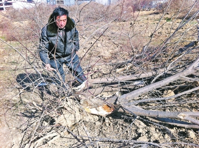 問周邊的人，都說白天沒見有人推樹，可能是夜里被鏟車推的