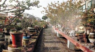 劉光嘉出示博物館內(nèi)部圖片中，擺放著各種盆景。