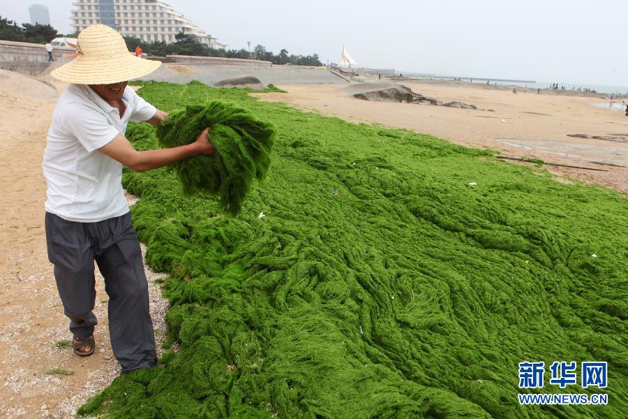 6月10日，山東日照市萬平口景區(qū)管理部門組織工作人員在清理海灘上的滸苔。